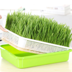 Tác pro klíčení semen a pěstování microgreens