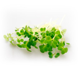Brokolice Kalabréza, semínka ke klíčení a pro pěstování Microgreens, 100 g