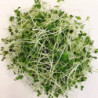 Brokolice Raab BIO (100 g), semínka na klíčení - pro pěstování microgreens