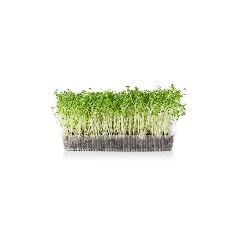 Hořčice bílá BIO (100g), semínka na klíčení - pro pěstování microgreens